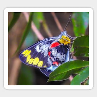 Imperial Jezebel Butterfly Sticker